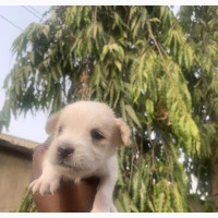 1-3 months Male Mixed Breed Lhasa Apso