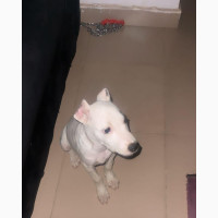 Male American Pit Bull Terrier Puppy Available in Ibadan