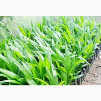 Hybrid Tenera Palm Seedlings