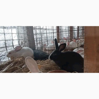 Exotic Breed Rabbits - Quality and Affordable
