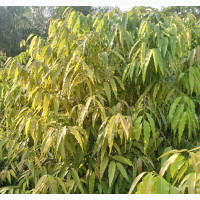 Gorgeous G World Garden - Top Quality Flower Plants