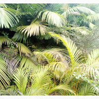 Gorgeous G World Garden - Top Quality Flower Plants