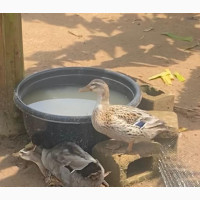 3 Pure Breed Mallard Duck at Point of Laying Available