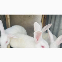 For Sell 3 Hyla Males, Chinchilla Male, Palomino Male