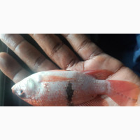 Exotic Red Snapper Fish