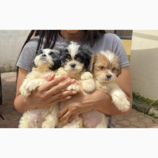 Male Purebred Lhasa Apso Puppies Available