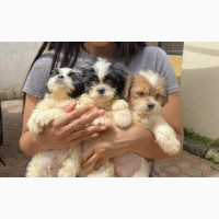 Male Purebred Lhasa Apso Puppies Available