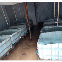 Catfish Hatchery Services - Get Quality Fish for Sale