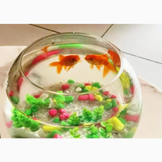 Aquarium Fishbowl Kit With 2 Fishes