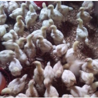 Four Weeks Broilers for Sale