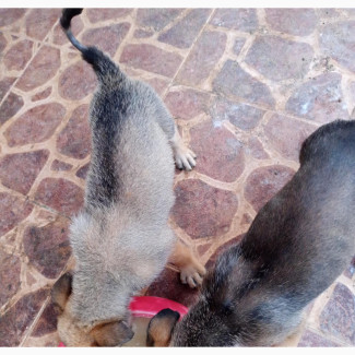 Female Purebred German Shepherd Puppies for Sale