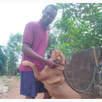 Female Purebred Boerboel Available