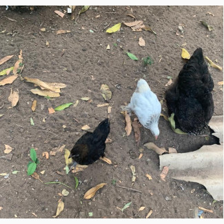 Brahma Chicken for Sale - Elegant and Friendly
