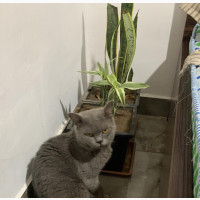 1+ year Male Purebred British Shorthair