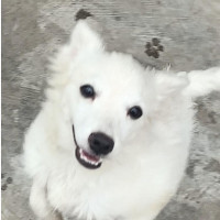 Male Purebred American Eskimo Puppy for Sale
