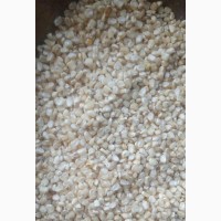 High-Quality Maize Seeds Available Now