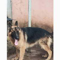 German Shepherd Male Purebred 1+ Year Old