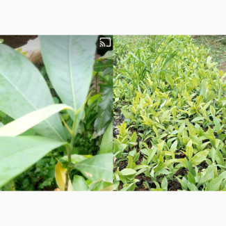 High Yield Ogbono Seedlings