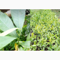 High Yield Ogbono Seedlings