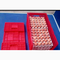 Egg Transport Crate