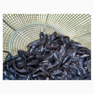Fish World - Hybrid Fish for Sale