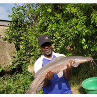 Fish World - Hybrid Fish for Sale