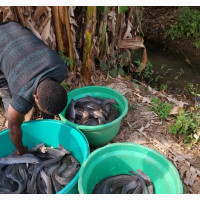 Fish World - Hybrid Fish for Sale