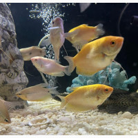 Guorami Fish for Sale