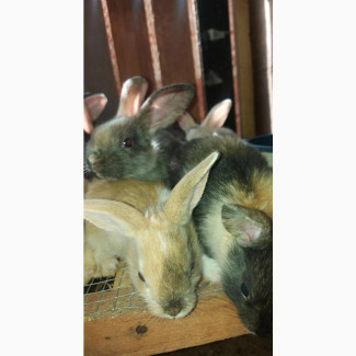 Harlequin Rabbits Weaners