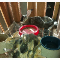Harlequin Rabbits Weaners