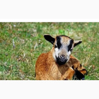 Goat / Ewure/ Ewu.Pick Up Gbarigba Ikorodu