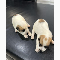 0-1 month Female Mixed Breed American Pit Bull Terrier