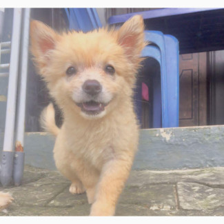 1-3 months Female Mixed Breed Samoyed
