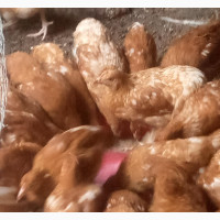 Point of Lay Chickens - Healthy and Vaccinated