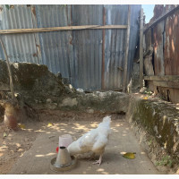 Giant and Heavy Broilers and Turkey for Sale