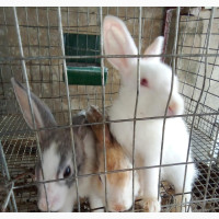 Rabbits for Sale - Various Breeds and Sizes Available
