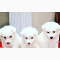 1-3 months Female Purebred Samoyed
