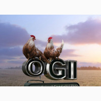 Chickens for Sale at O. G. Investment