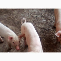 Quality Camborough Weaners and Growers Available - Pigs