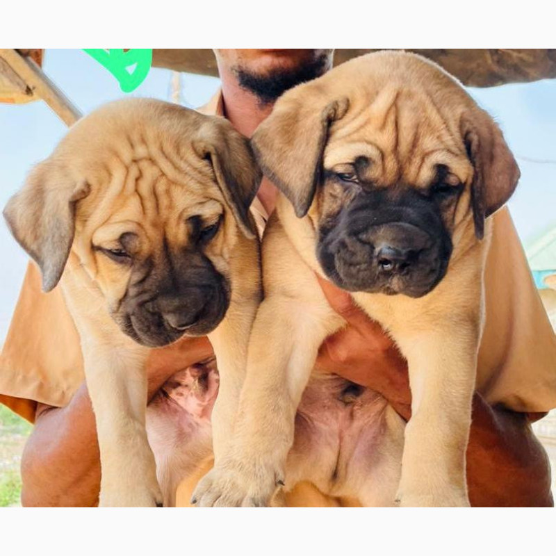 Фото 1/1. Female Purebred Bullmastiff Puppies Available