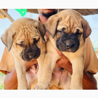 Female Purebred Bullmastiff Puppies Available