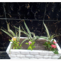 Horticulture and Flowers