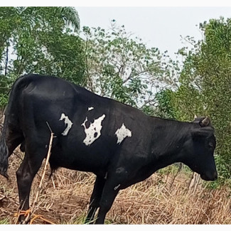 Okefi Igbo Cow for Sale