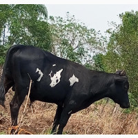 Okefi Igbo Cow for Sale