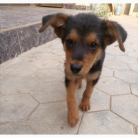 1-3 Months Male Mixed Breed German Shepherd Puppy