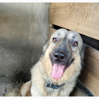 1+ year Female Mixed Breed Caucasian Shepherd