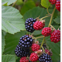 Super Blackberry Plant for Sale