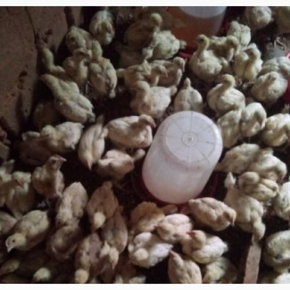 Four Weeks Broilers for Sale - Affordable Price