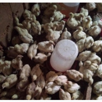 Four Weeks Broilers for Sale - Affordable Price