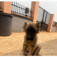 3-6 months Male Purebred Caucasian Shepherd